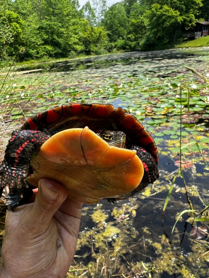 Midland Painted Turtle